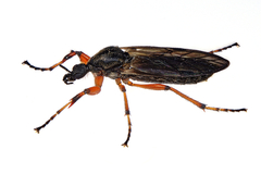 Bibio xanthopus