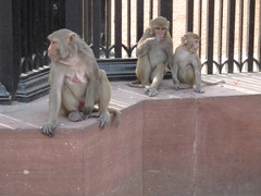 Macaca mulatta