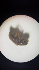 Polygraphus poligraphus