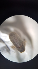 Polygraphus poligraphus