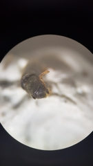 Polygraphus poligraphus