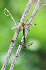 Tipula vittata