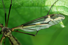 Tipula vittata