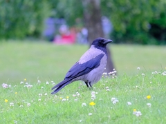 Corvus cornix