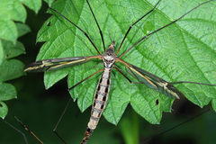 Tipula vittata