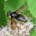 Sericomyia militaris - Photo (c) Denis Doucet, μερικά δικαιώματα διατηρούνται (CC BY-NC), uploaded by Denis Doucet
