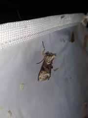 Abrostola tripartita
