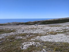 Bibio xanthopus