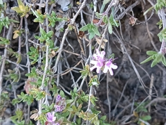Thymus granatensis