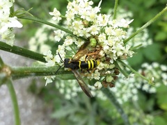 Tenthredo vespa