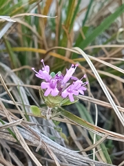 Thymus granatensis