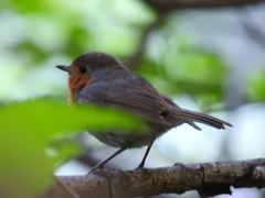 Erithacus rubecula