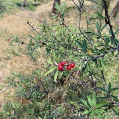 Prunus incana