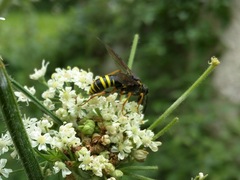 Tenthredo vespa