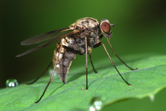 Chrysopilus auratus