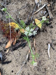 Dasispermum