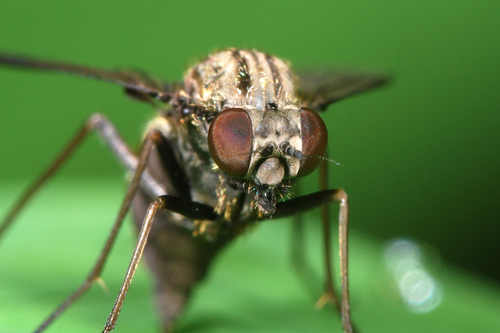Black Snipefly, photo 5 of 10