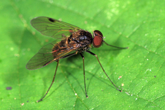 Chrysopilus auratus