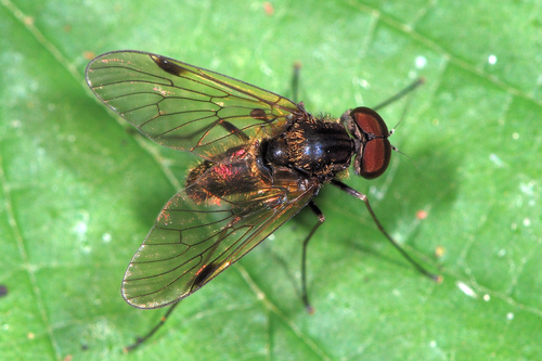 Black Snipefly, photo 6 of 10