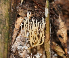 Phaeoclavulina ochracea