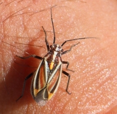 Horistus orientalis