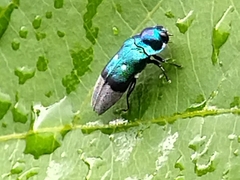 Coraebus denticollis