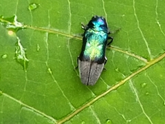 Coraebus denticollis