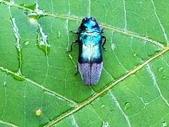 Coraebus denticollis