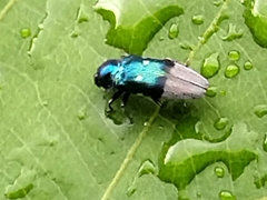 Coraebus denticollis