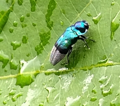 Coraebus denticollis