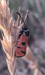 Zygaena hilaris