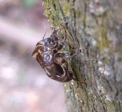 Cryptotympana atrata