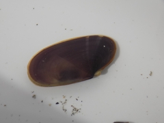 Hiatula alba