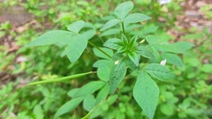 Cleome rutidosperma