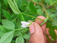 Cleome rutidosperma