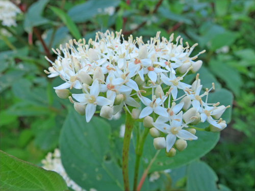 Cornus X slavinii