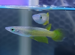 Aplocheilus lineatus