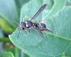 Apodynerus formosensis