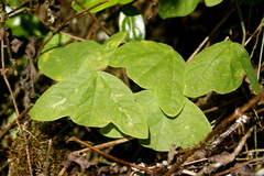 Passiflora colinvauxii