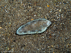 Synapturichthys kleinii