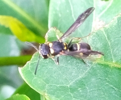 Apodynerus formosensis