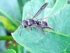 Apodynerus formosensis