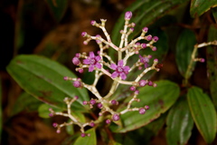 Miconia robinsoniana