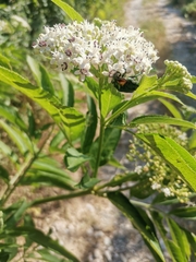 Cetonia aurata