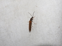 Denticollis linearis