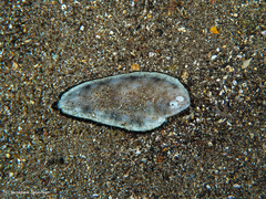 Synapturichthys kleinii