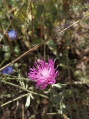 Centaurea limbata