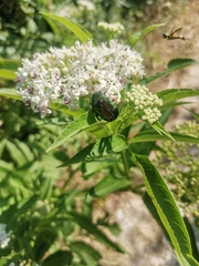 Cetonia aurata