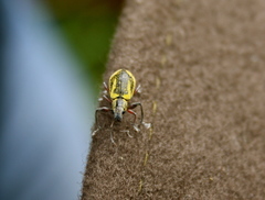 Galapaganus howdenae