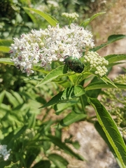 Cetonia aurata